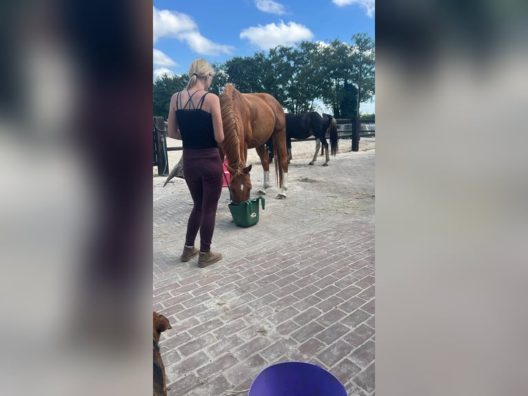 Deutsches Reitpferd Wallach 11 Jahre 165 cm Fuchs in Drachten-Azeven