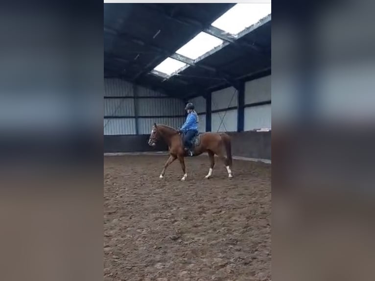 Deutsches Reitpferd Wallach 11 Jahre 166 cm Fuchs in Drachten
