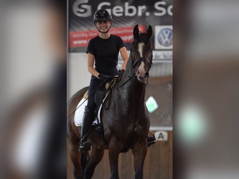 Deutsches Reitpferd Wallach 11 Jahre 167 cm Dunkelbrauner in Dohren