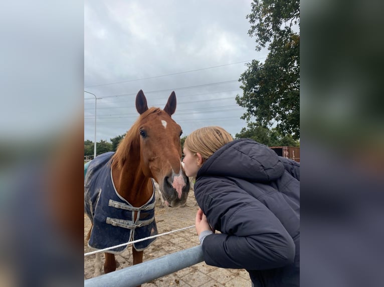 Deutsches Reitpferd Wallach 11 Jahre 167 cm Fuchs in Opende