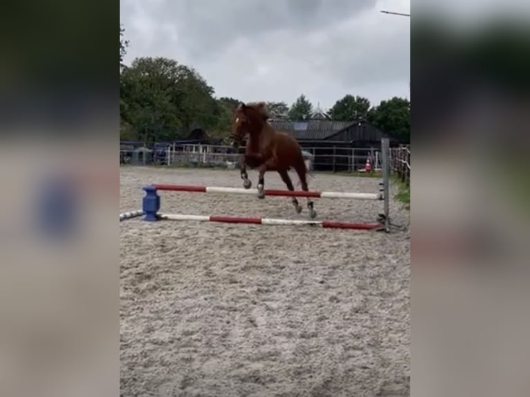 Deutsches Reitpferd Wallach 11 Jahre 167 cm Fuchs in Opende