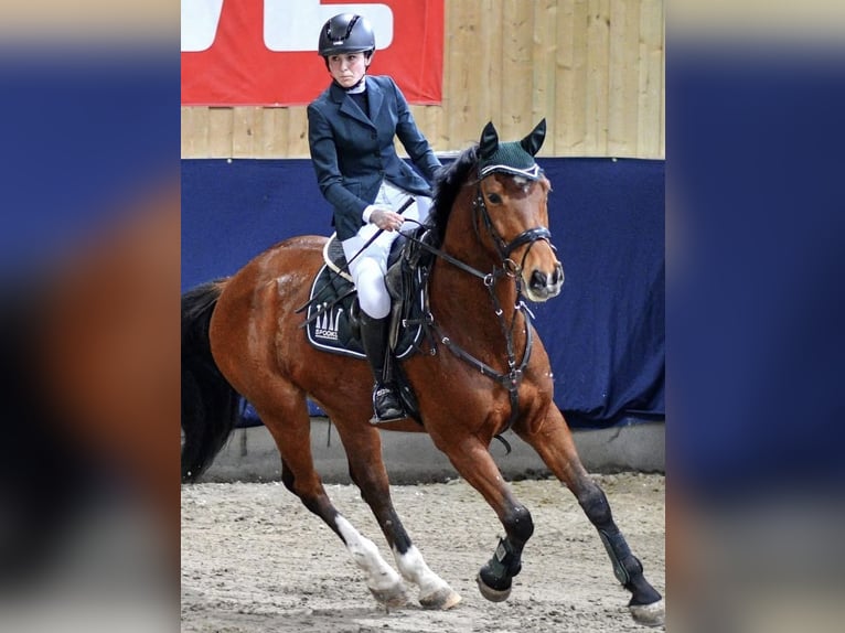 Deutsches Reitpferd Wallach 11 Jahre 168 cm Brauner in Nürtingen