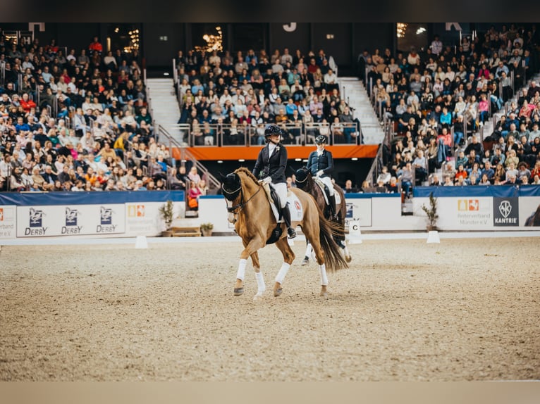 Deutsches Reitpferd Wallach 11 Jahre 168 cm Fuchs in Saerbeck