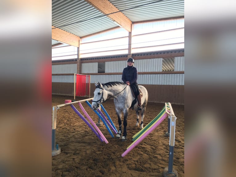 Deutsches Reitpferd Wallach 11 Jahre 171 cm Schimmel in Neu-Ulm