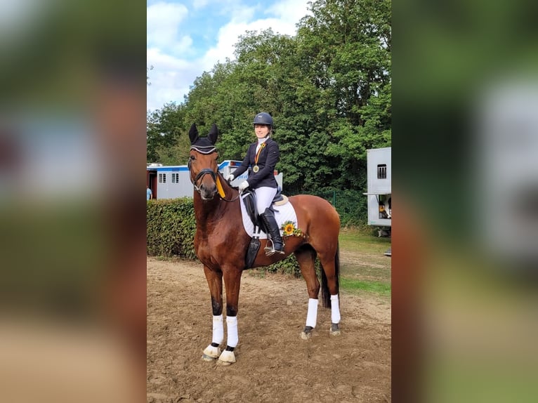 Deutsches Reitpferd Wallach 11 Jahre 173 cm Brauner in Rheurdt