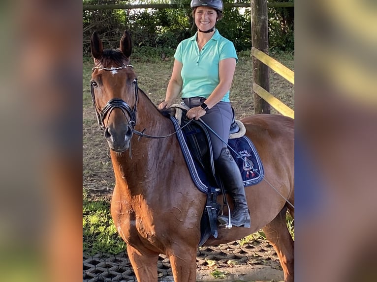 Deutsches Reitpferd Wallach 11 Jahre 173 cm Brauner in Rheurdt
