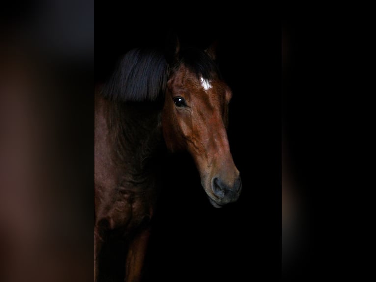 Deutsches Reitpferd Wallach 11 Jahre 173 cm Brauner in Rheurdt