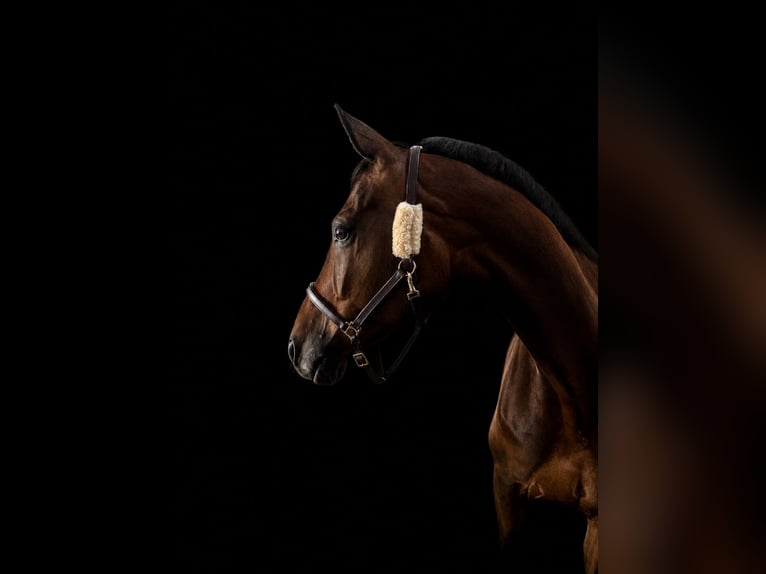 Deutsches Reitpferd Wallach 11 Jahre 175 cm Dunkelbrauner in Straubing