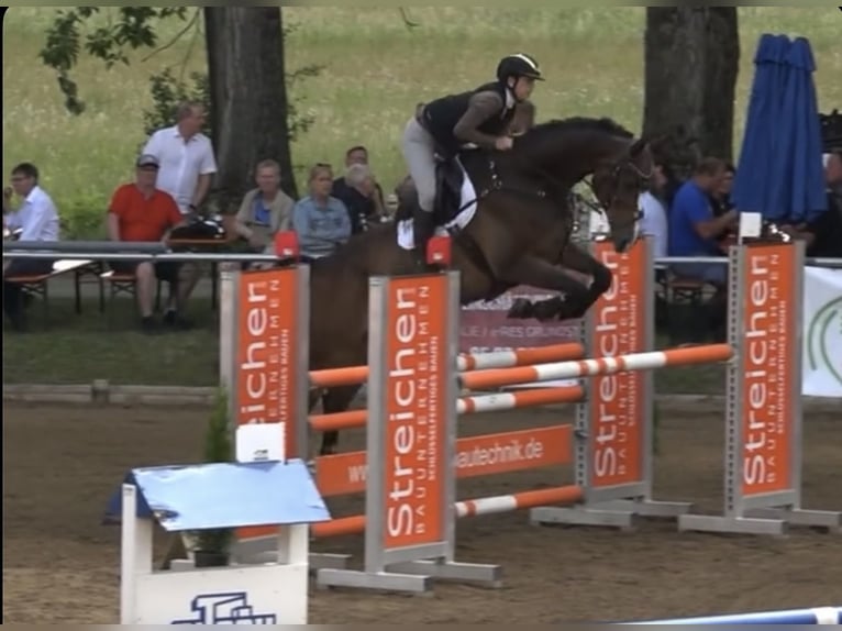 Deutsches Reitpferd Wallach 11 Jahre 175 cm Dunkelbrauner in Straubing