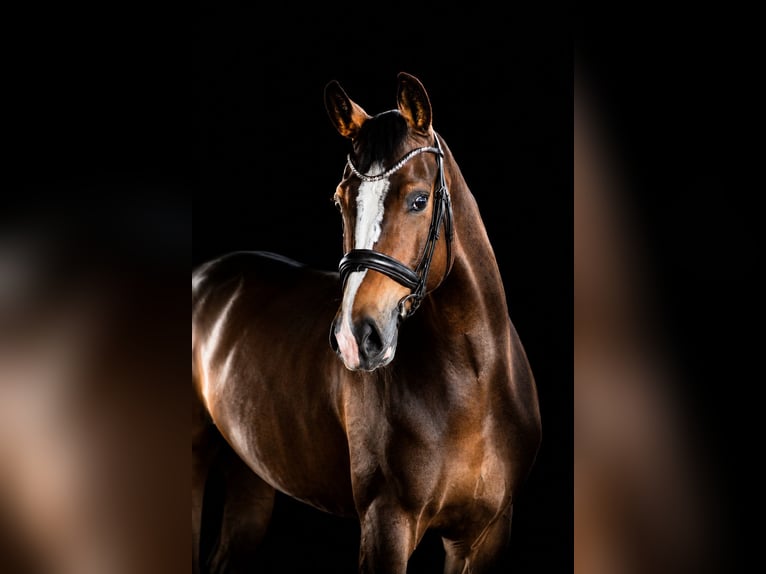 Deutsches Reitpferd Wallach 11 Jahre 175 cm Dunkelbrauner in Straubing