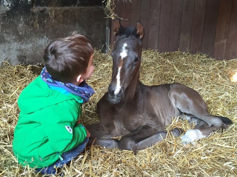 Deutsches Reitpferd Wallach 11 Jahre 175 cm Schwarzbrauner in Olfen