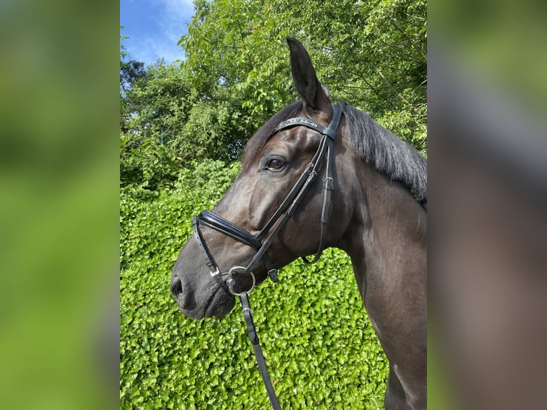 Deutsches Reitpferd Wallach 11 Jahre 180 cm Rappe in Feldkirchen-Westerham