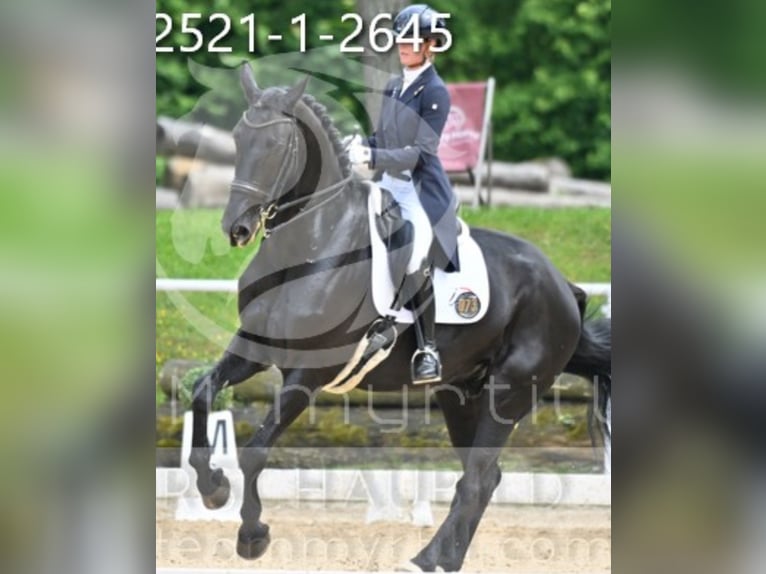 Deutsches Reitpferd Wallach 11 Jahre 180 cm Rappe in Feldkirchen-Westerham
