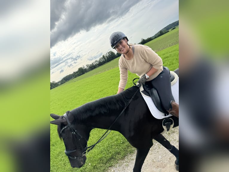 Deutsches Reitpferd Wallach 11 Jahre 180 cm Rappe in Feldkirchen-Westerham