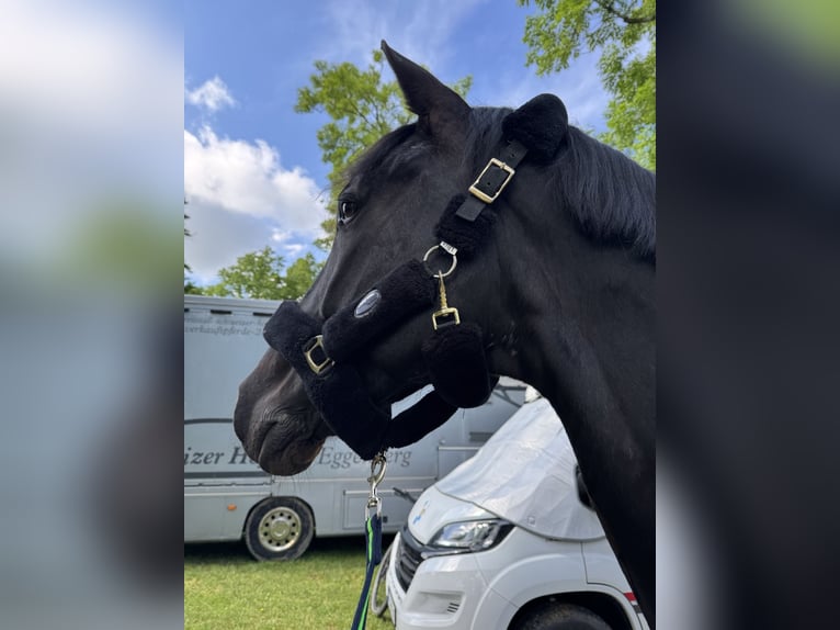 Deutsches Reitpferd Wallach 11 Jahre 180 cm Rappe in Feldkirchen-Westerham
