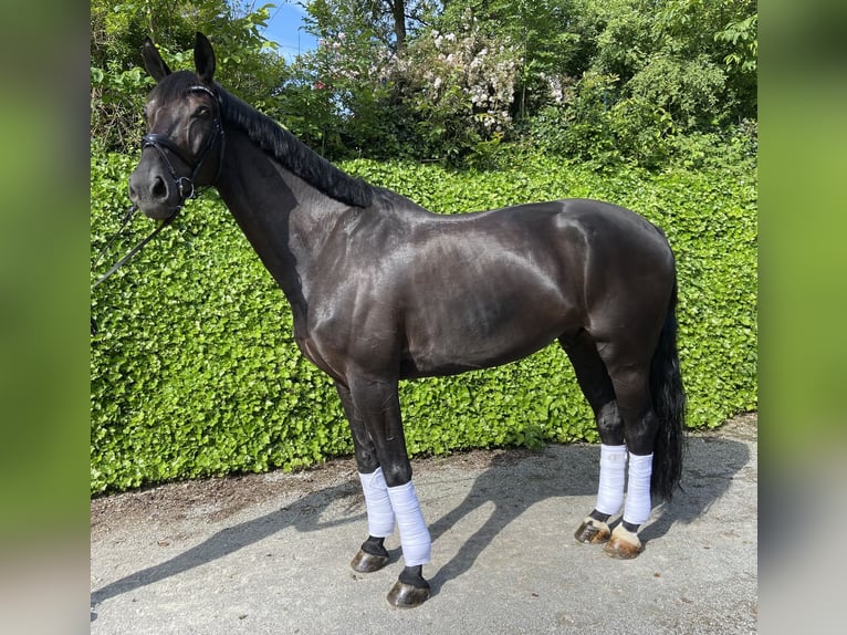 Deutsches Reitpferd Wallach 11 Jahre 180 cm Rappe in Feldkirchen-Westerham