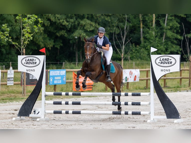 Deutsches Reitpferd Wallach 12 Jahre 160 cm Brauner in Baudour