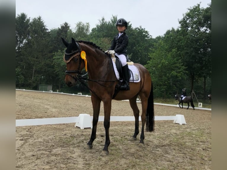 Deutsches Reitpferd Wallach 12 Jahre 160 cm Brauner in Seevetal