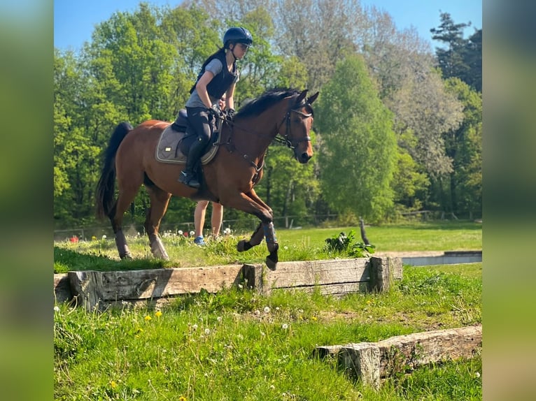 Deutsches Reitpferd Wallach 12 Jahre 160 cm Brauner in Seevetal