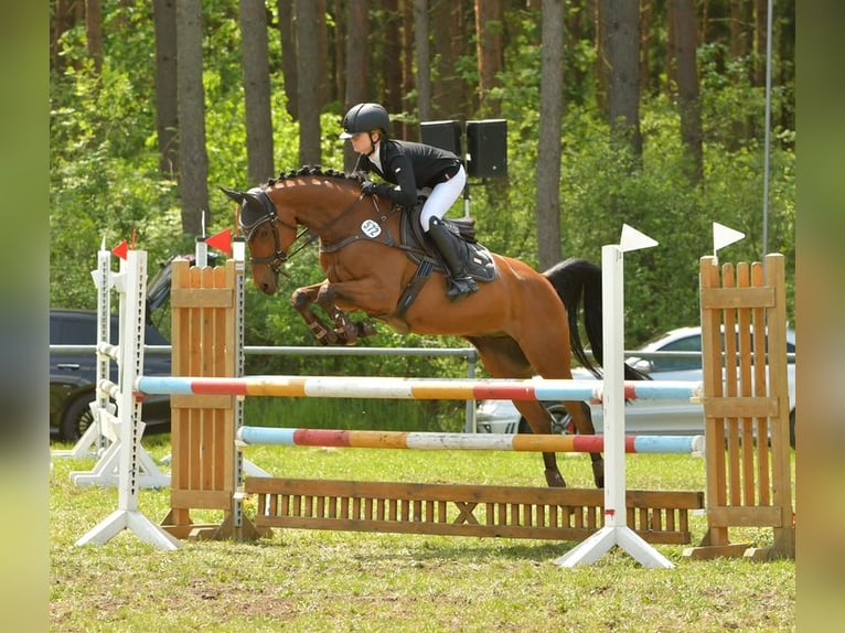 Deutsches Reitpferd Wallach 12 Jahre 160 cm Brauner in Seevetal