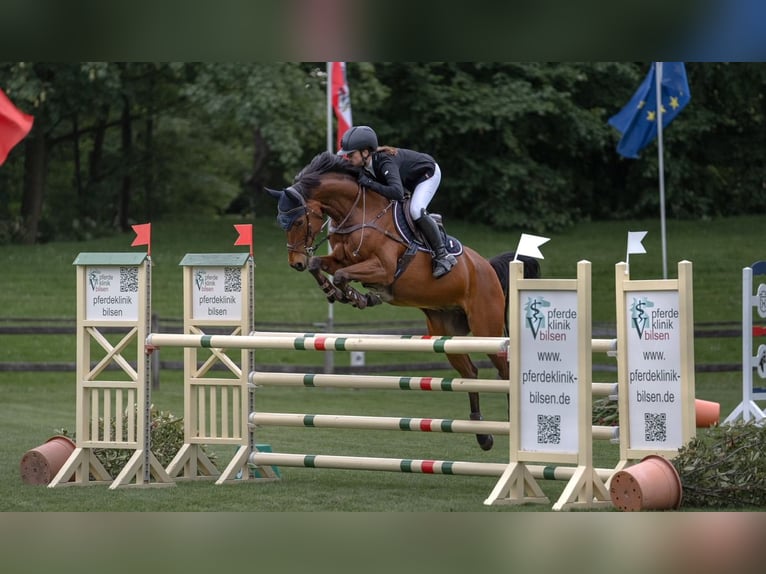 Deutsches Reitpferd Wallach 12 Jahre 160 cm Brauner in Seevetal