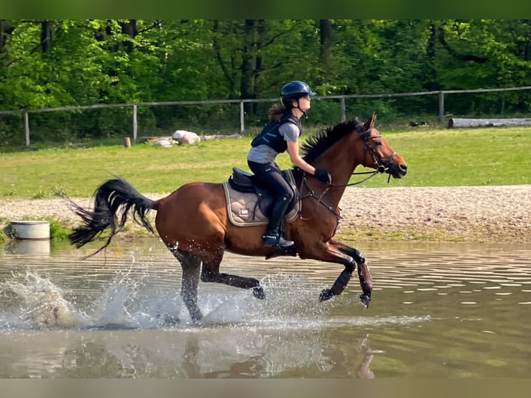 Deutsches Reitpferd Wallach 12 Jahre 160 cm Brauner in Seevetal