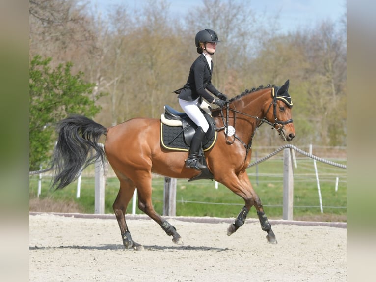 Deutsches Reitpferd Wallach 12 Jahre 160 cm Brauner in Seevetal