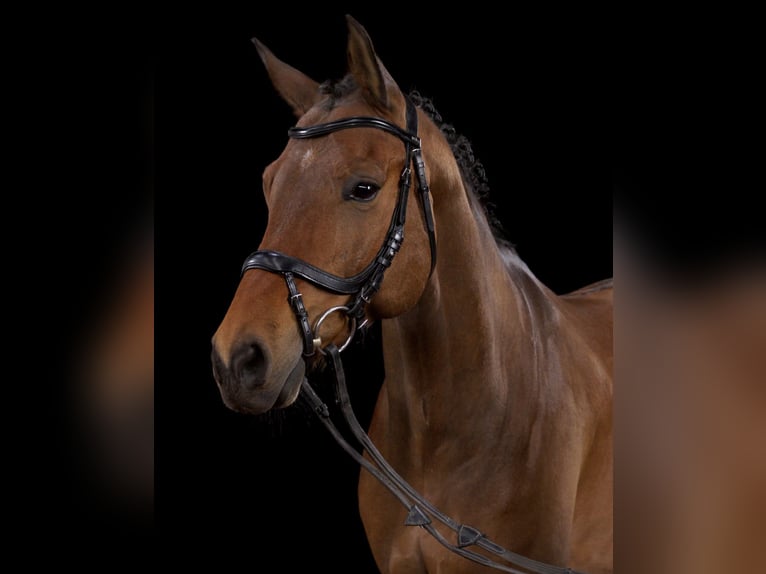 Deutsches Reitpferd Wallach 12 Jahre 160 cm Brauner in Seevetal