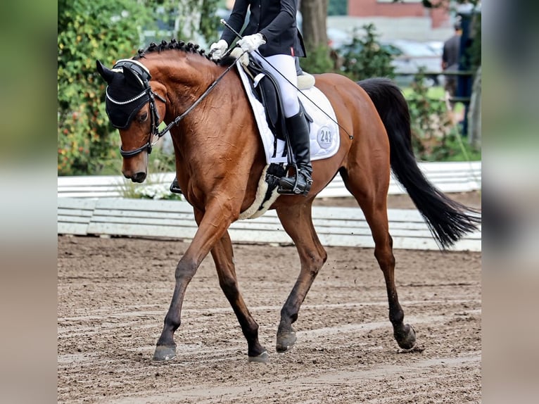 Deutsches Reitpferd Wallach 12 Jahre 160 cm Brauner in Seevetal