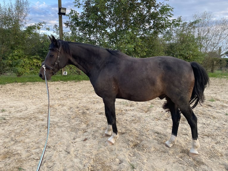 Deutsches Reitpferd Wallach 12 Jahre 165 cm Dunkelbrauner in Issum