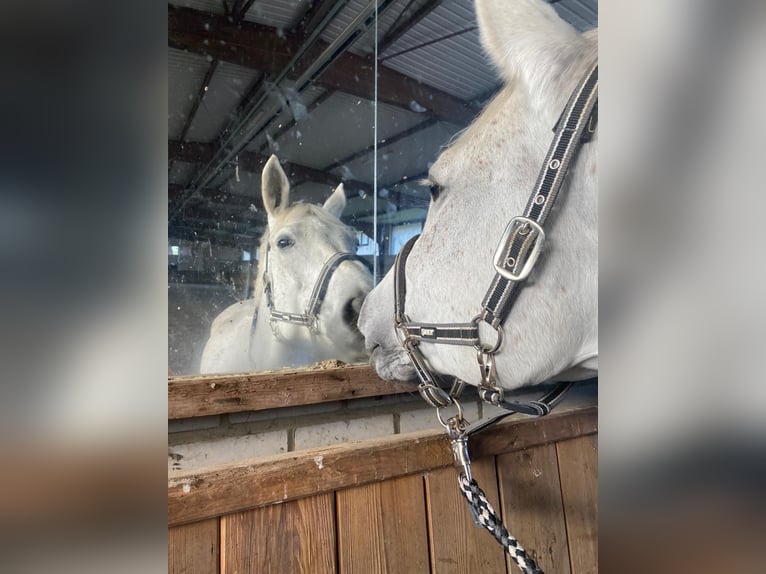 Deutsches Reitpferd Wallach 12 Jahre 167 cm Schimmel in NienhagenNienhagen