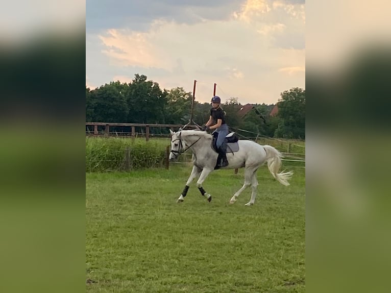 Deutsches Reitpferd Wallach 12 Jahre 167 cm Schimmel in NienhagenNienhagen