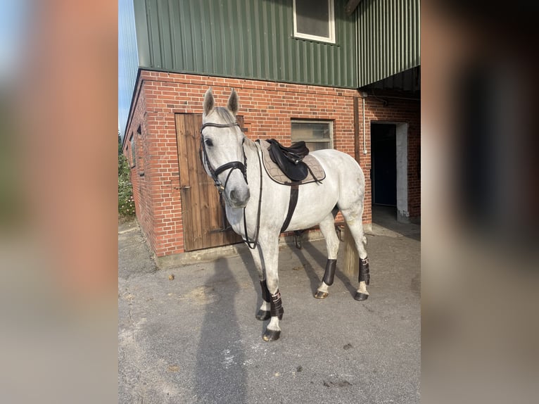 Deutsches Reitpferd Wallach 12 Jahre 168 cm Schimmel in Wobbenb&#xFC;ll