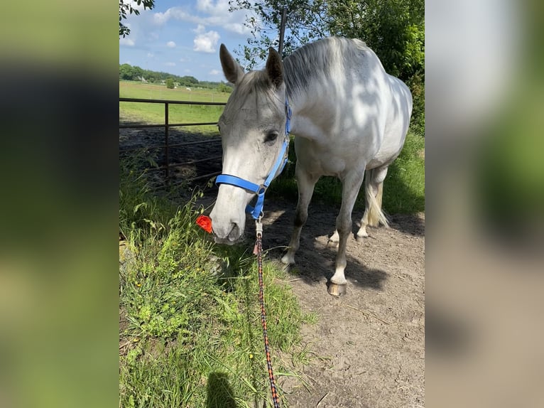 Deutsches Reitpferd Wallach 12 Jahre 168 cm Schimmel in Wobbenb&#xFC;ll