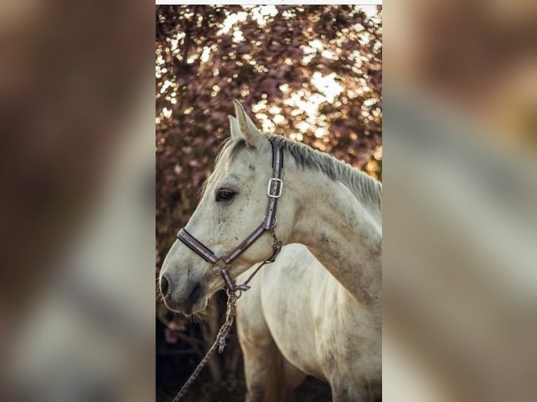 Deutsches Reitpferd Wallach 12 Jahre 168 cm Schimmel in Wobbenb&#xFC;ll