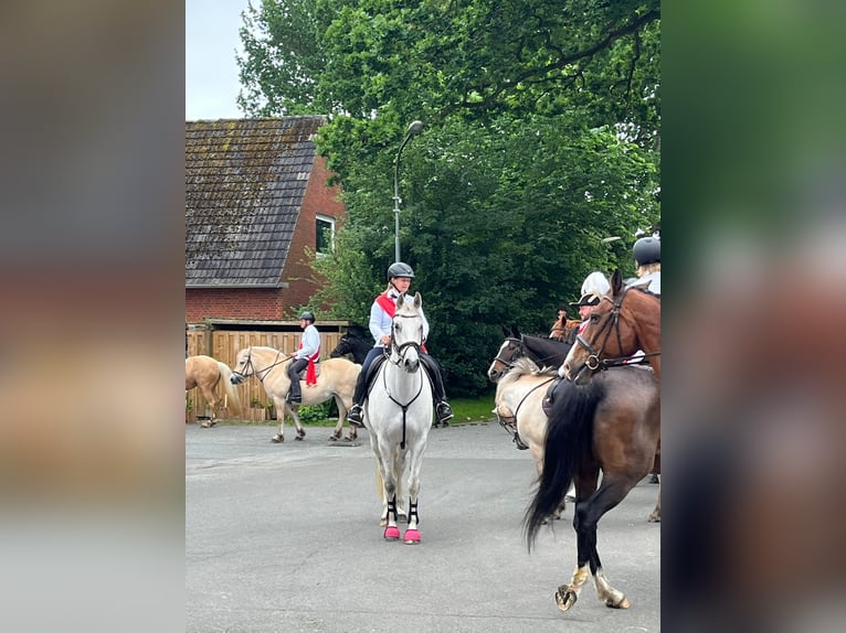 Deutsches Reitpferd Wallach 12 Jahre 168 cm Schimmel in Wobbenb&#xFC;ll