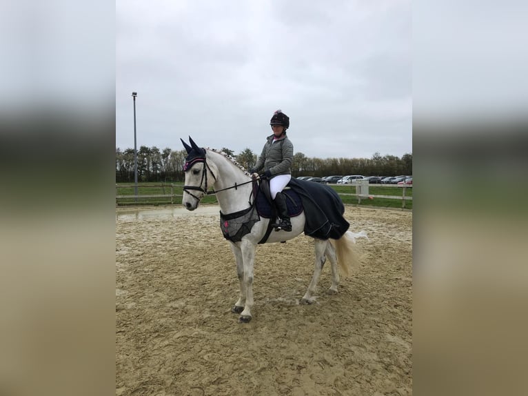 Deutsches Reitpferd Wallach 12 Jahre 168 cm Schimmel in Wobbenb&#xFC;ll