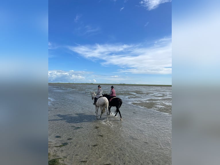 Deutsches Reitpferd Wallach 12 Jahre 168 cm Schimmel in Wobbenb&#xFC;ll