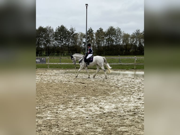 Deutsches Reitpferd Wallach 12 Jahre 168 cm Schimmel in Wobbenb&#xFC;ll