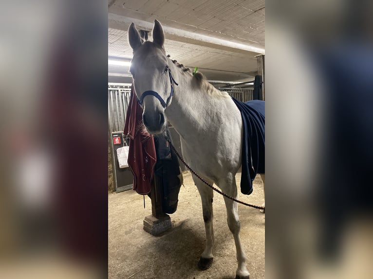 Deutsches Reitpferd Wallach 12 Jahre 168 cm Schimmel in Wobbenb&#xFC;ll