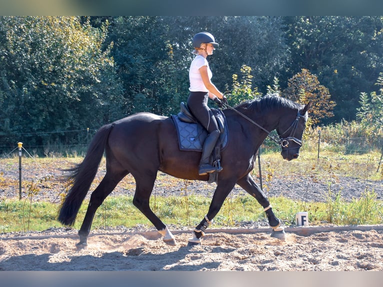 Deutsches Reitpferd Wallach 12 Jahre 170 cm Rappe in Rostock