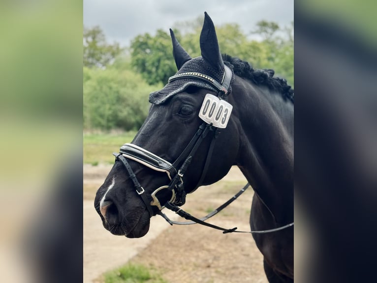 Deutsches Reitpferd Wallach 12 Jahre 170 cm Rappe in Rostock