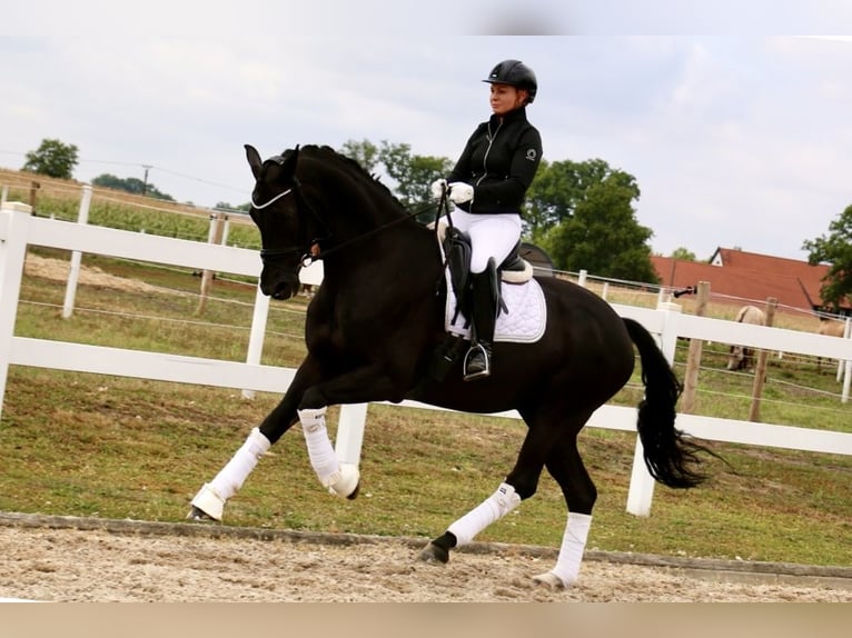 Deutsches Reitpferd Wallach 12 Jahre 172 cm Rappe in Recke, bei Osnabr&#xFC;ck