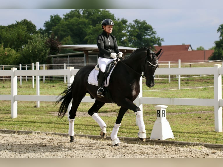 Deutsches Reitpferd Wallach 12 Jahre 172 cm Rappe in Recke, bei Osnabr&#xFC;ck