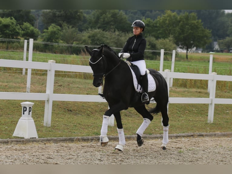 Deutsches Reitpferd Wallach 12 Jahre 172 cm Rappe in Recke, bei Osnabr&#xFC;ck