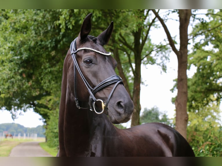 Deutsches Reitpferd Wallach 12 Jahre 172 cm Rappe in Recke, bei Osnabr&#xFC;ck