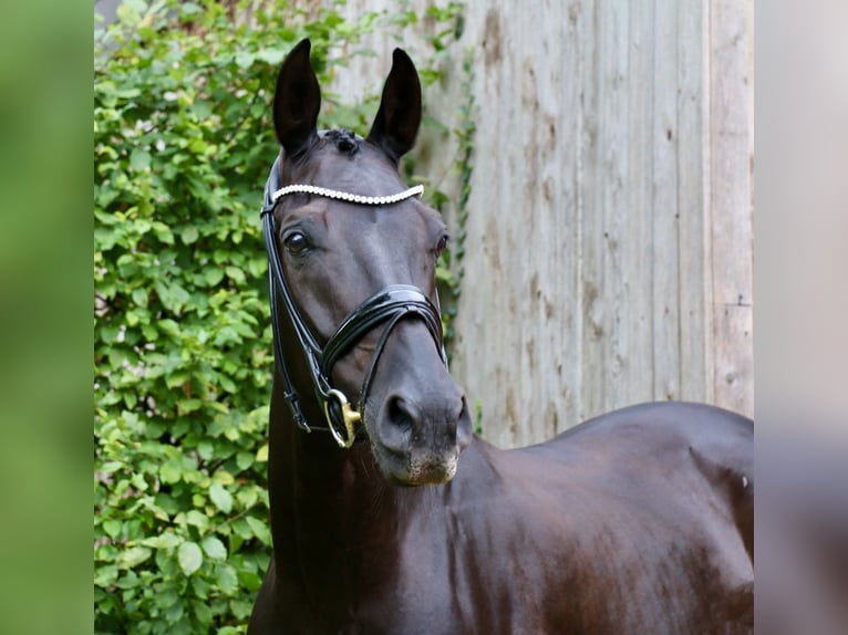 Deutsches Reitpferd Wallach 12 Jahre 172 cm Rappe in Recke, bei Osnabr&#xFC;ck