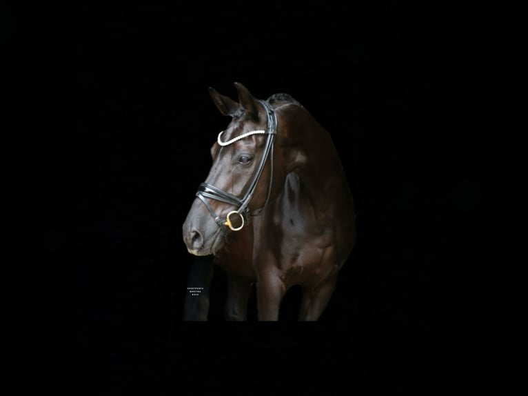 Deutsches Reitpferd Wallach 12 Jahre 172 cm Rappe in Recke, bei Osnabr&#xFC;ck