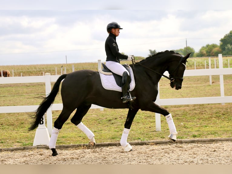 Deutsches Reitpferd Wallach 12 Jahre 172 cm Rappe in Recke, bei Osnabr&#xFC;ck