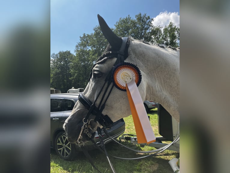 Deutsches Reitpferd Wallach 12 Jahre 173 cm Schimmel in Willich